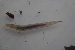 Athericidae