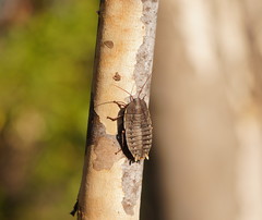 Polyzosteria limbata