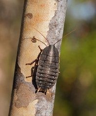 Polyzosteria limbata