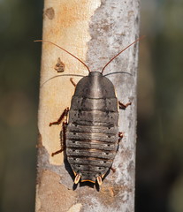 Polyzosteria limbata