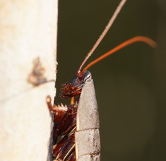 Polyzosteria limbata