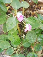 Impatiens walleriana