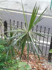 Dracaena reflexa angustifolia