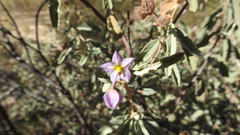 Seringia corollata