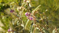 Seringia corollata