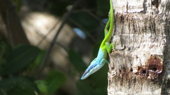 Anolis allisoni