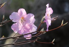 Rhododendron pentaphyllum nikoense