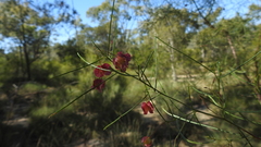 Dodonaea stenophylla