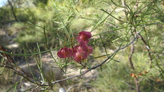 Dodonaea stenophylla