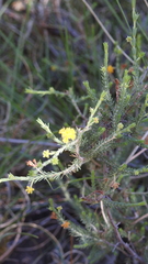 Acacia galioides