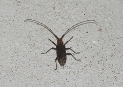 Monochamus alternatus