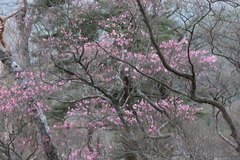 Rhododendron pentaphyllum nikoense