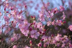Rhododendron pentaphyllum nikoense