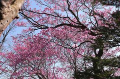 Rhododendron pentaphyllum nikoense