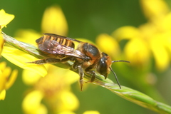 Megachile rufovittata
