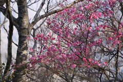 Rhododendron pentaphyllum nikoense