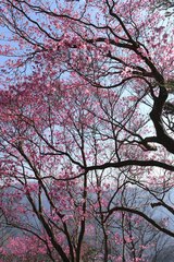 Rhododendron pentaphyllum nikoense