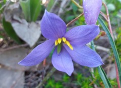 Cheiranthera alternifolia