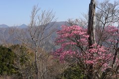 Rhododendron pentaphyllum nikoense