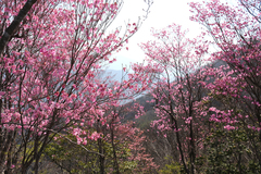 Rhododendron pentaphyllum nikoense