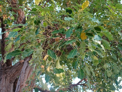 Quassia undulata