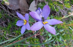 Cheiranthera alternifolia