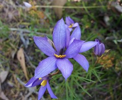 Cheiranthera alternifolia