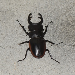 Odontolabis cuvera sinensis