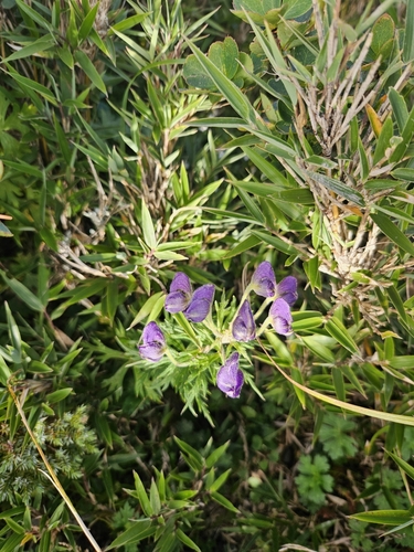 scandent monkshood (Aconitum fukutomei)