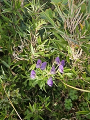 (c) Yu-Chang Chen, some rights reserved (CC BY) Aconitum fukutomei, photograph (c) Yu-Chang Chen, some rights reserved (CC BY)
