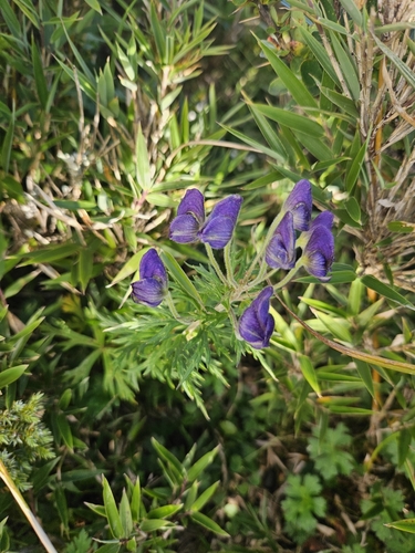 Aconitum fukutomei, photograph 2