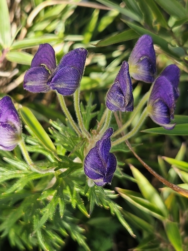 Aconitum fukutomei, photograph 3