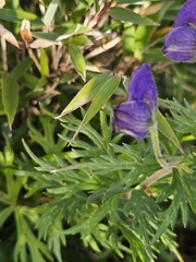 (c) Yu-Chang Chen, some rights reserved (CC BY) Aconitum fukutomei, photograph (c) Yu-Chang Chen, some rights reserved (CC BY)