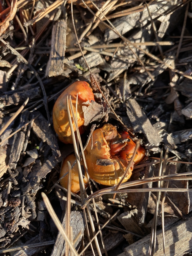 Leratiomyces erythrocephalus · August 2025 · photo: © jack12347 (iNaturalist, cc0)