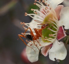 Leptomyrmex nigriventris