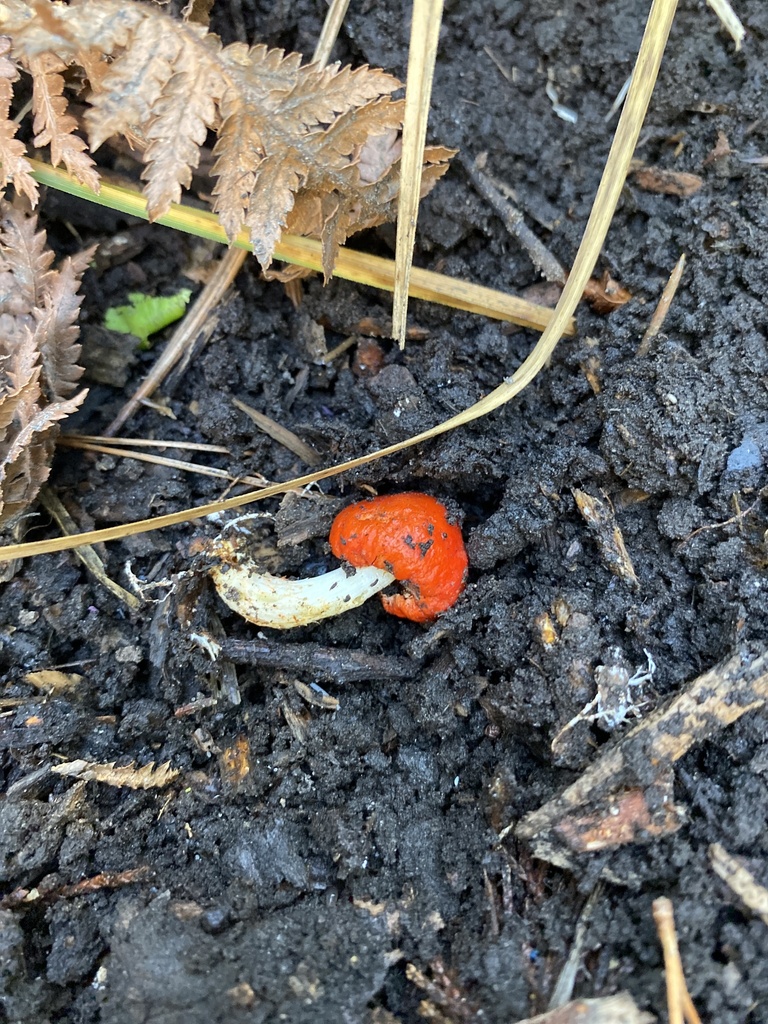 Leratiomyces erythrocephalus · August 2025 · photo: © jack12347 (iNaturalist, cc0)