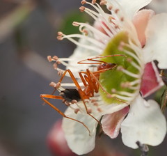 Leptomyrmex nigriventris