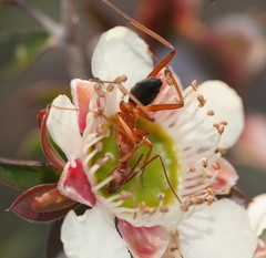 Leptomyrmex nigriventris