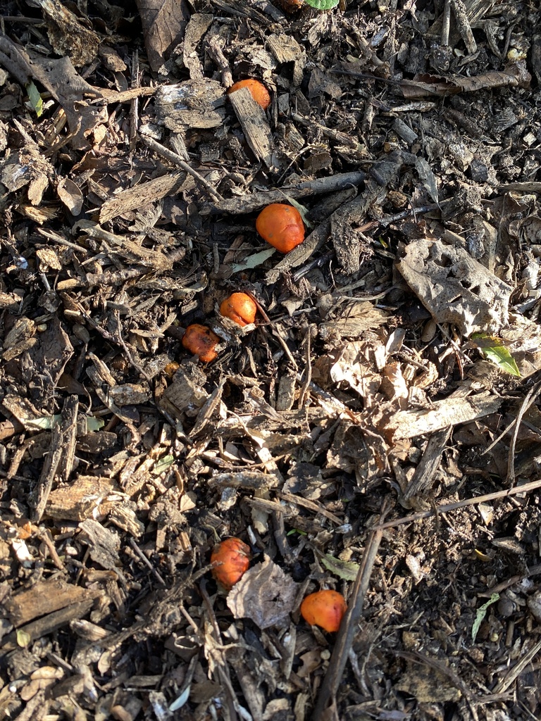 Leratiomyces erythrocephalus · August 2025 · photo: © jack12347 (iNaturalist, cc0)