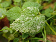 Neoerysiphe galeopsidis