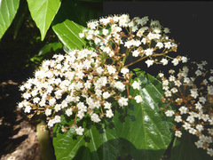 Viburnum japonicum