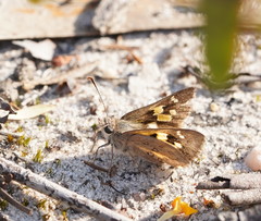 Trapezites phigalioides