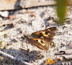 Trapezites phigalioides