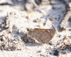 Trapezites phigalioides