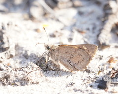 Trapezites phigalioides