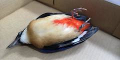 Pitta moluccensis