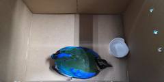 Pitta moluccensis