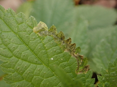 Agromyza anthracina