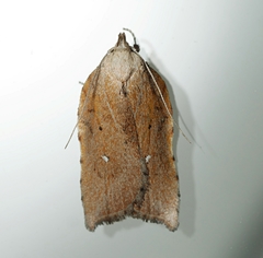 Arachnographa micrastrella