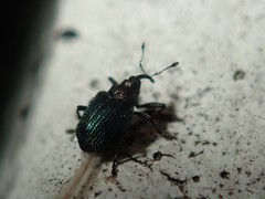 Ceutorhynchus erysimi